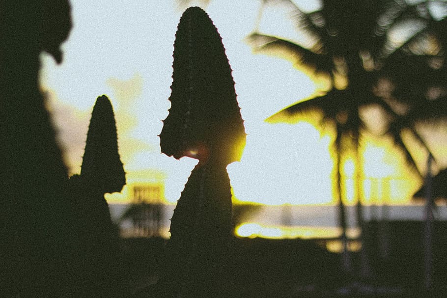 cactus, cactos, sunset, yellow, forest, brasil, brazil, morning HD wallpaper