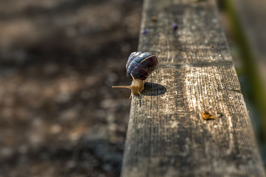 snail, spring, nature, garden, plant, green, slide, alive, biology HD wallpaper