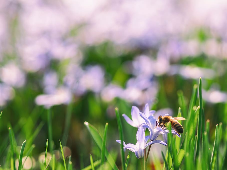 green, leaf, flower, blur, bokeh, bee, insect, nectar, grass HD wallpaper