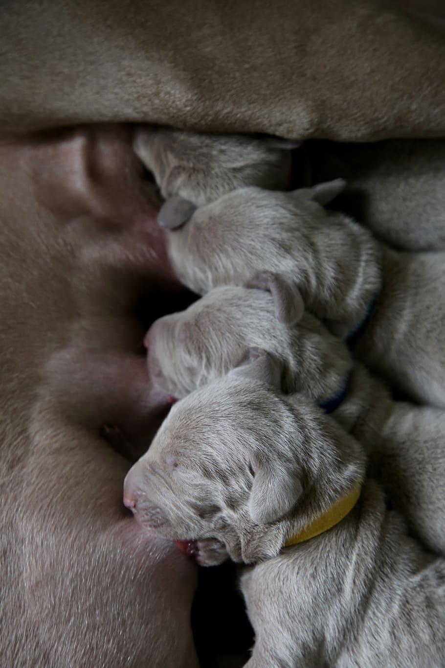 puppies breastfeeding, sleeping, asleep, cat, pet, animal, mammal, HD wallpaper