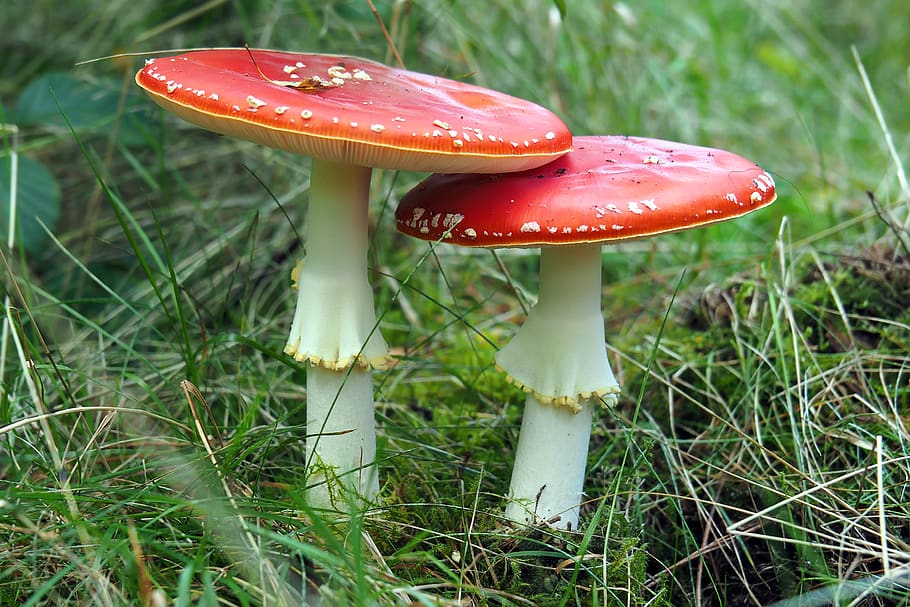 two red fly agaric on grass, mushroom, fungus, plant, vegetable HD wallpaper