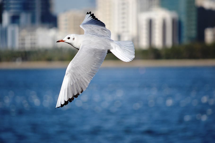 shallow focus photography of seagull flying above water, bird