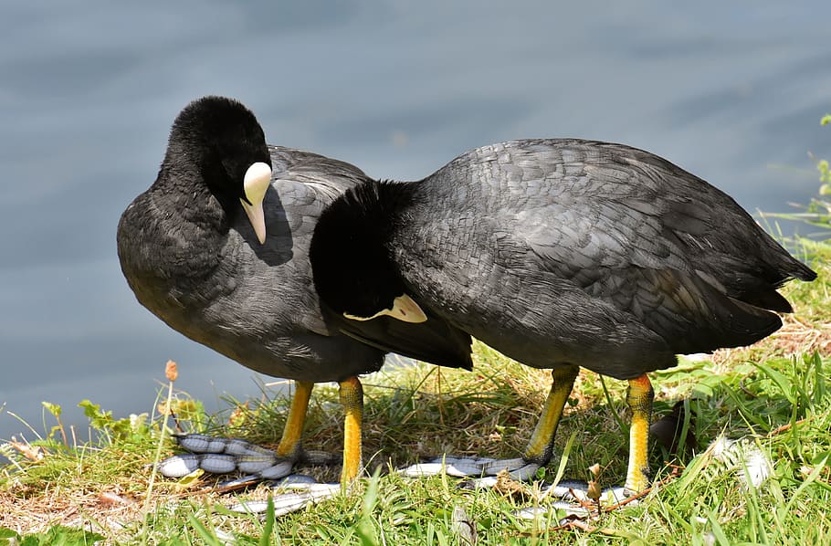 coots, smooch, pair, cute, nature, animal world, together, tender HD wallpaper