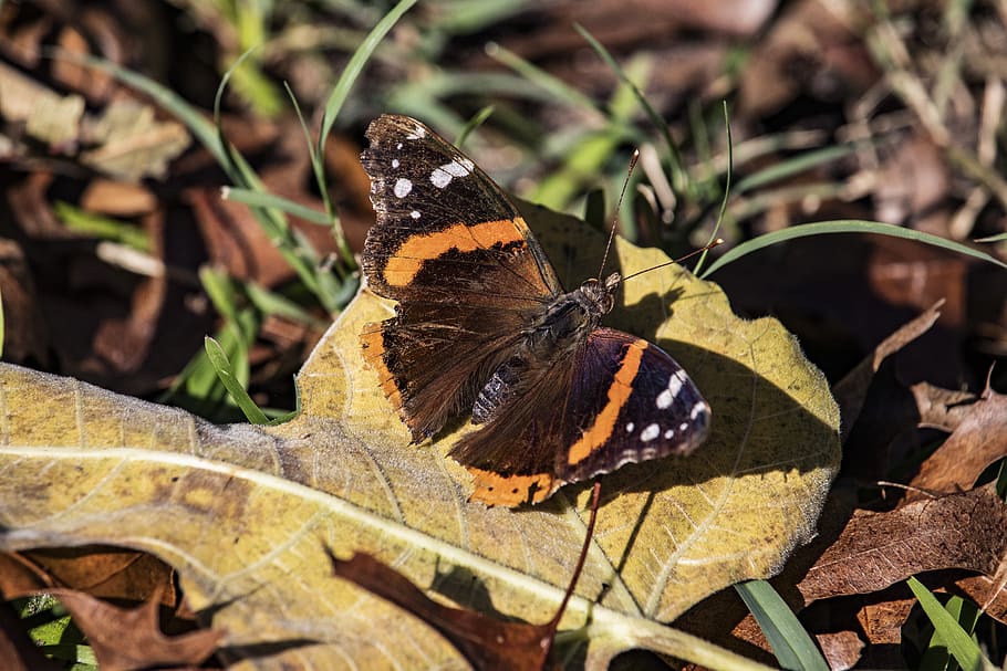 moth, brown, orange, rust, white, wildlife, natural, fall, animal wildlife HD wallpaper