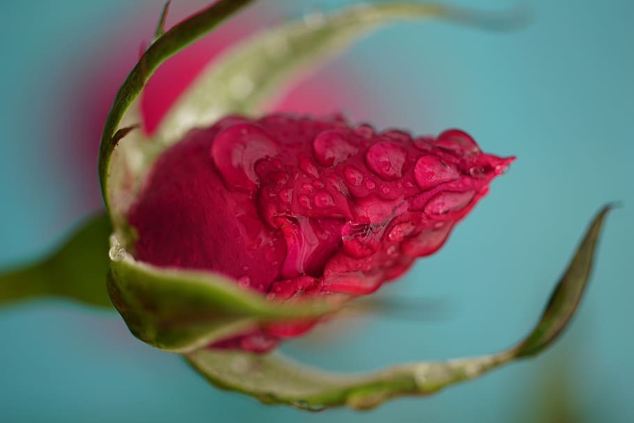 flower, flowering plant, beauty in nature, close-up, freshness HD wallpaper