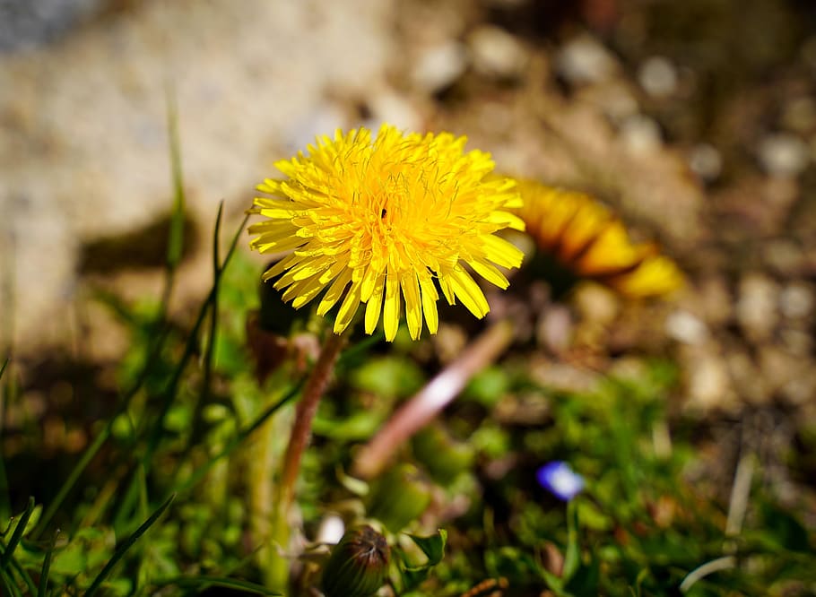 dandelion, blossom, bloom, yellow, nature, grass, spring, sun HD wallpaper