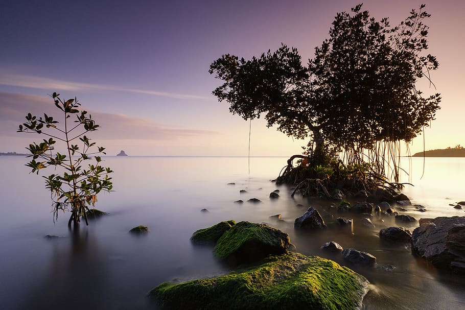 seascape, sunrise, tree, water, plant, sky, beauty in nature HD wallpaper