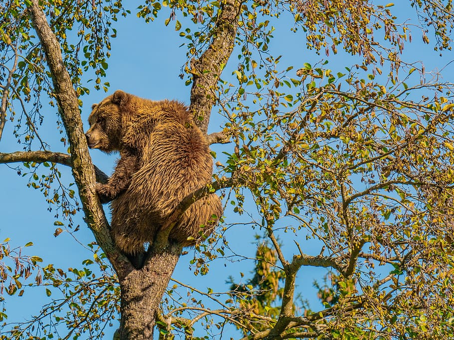 bear, brown bear, furry, powerful, animal world, tree, mammal HD wallpaper