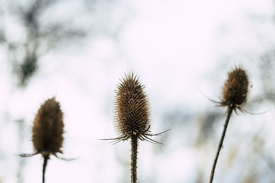 Selective Focus Photography of Three Beige Flowers, bloom, blossom HD wallpaper