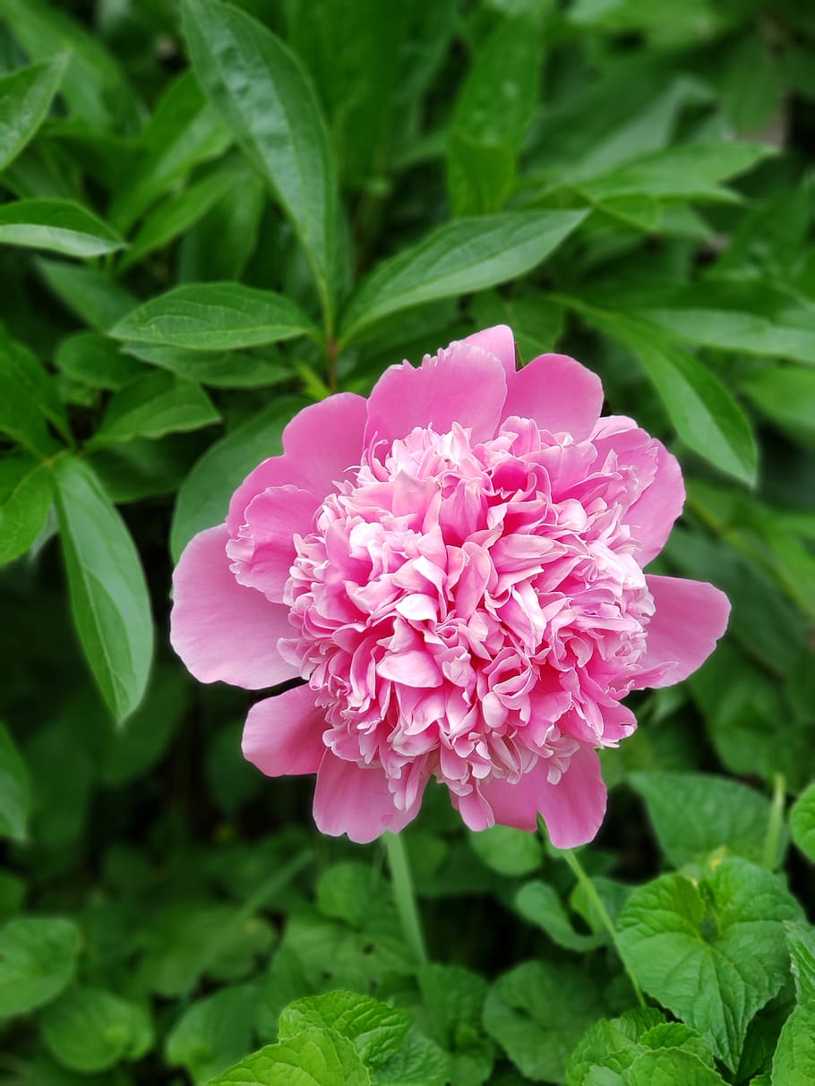 flower, nature, bloom, blossom, flora, outdoor, petals, pink flower HD wallpaper