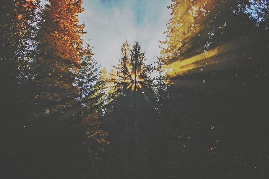 Green and Brown Trees Photography, clouds, colors, daylight, environment HD wallpaper