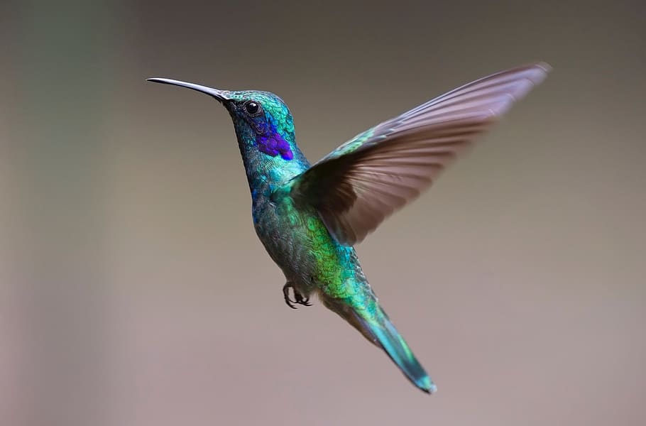 Teal and Brown Hummingbird Flying, animal, blur, close-up, colibri, HD wallpaper