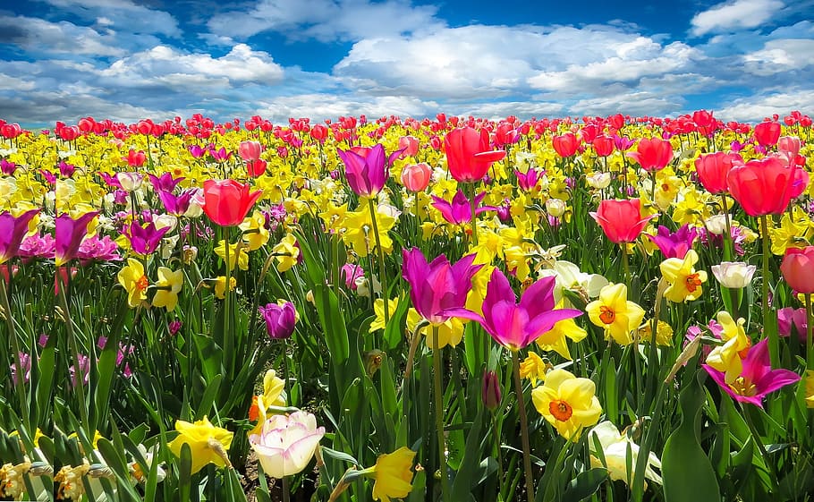 spring, awakening, fresh, flower, nature, fragrance, garden HD wallpaper