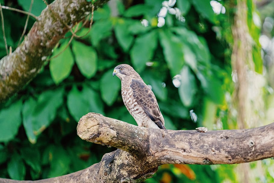 brown bird perched on tree branch, animal, accipiter, hawk, buzzard HD wallpaper