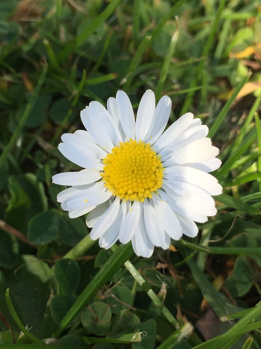 daisy, flower, garden, bloom, floral, yellow, nature, spring HD wallpaper