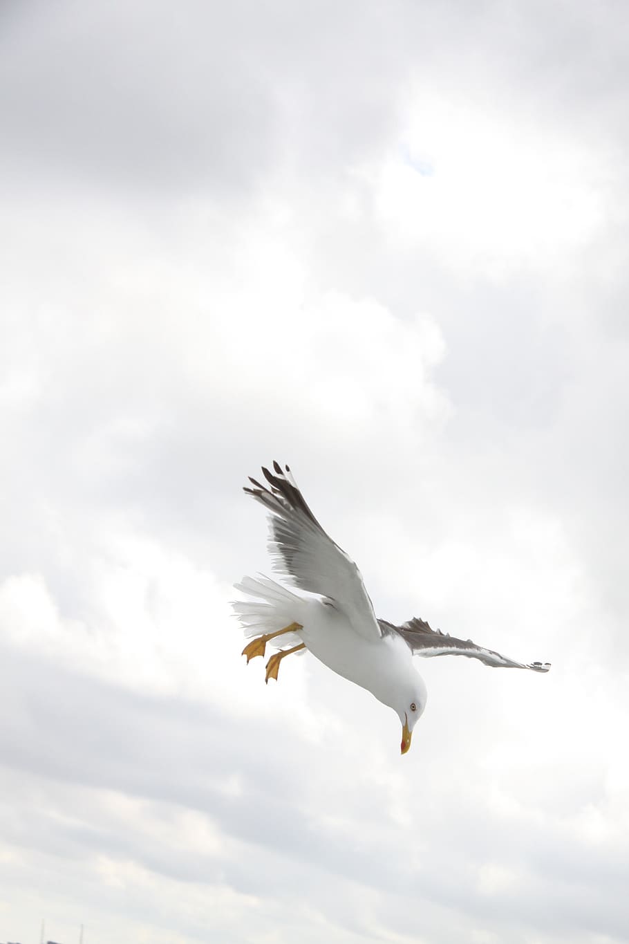 Sea Gull on Flight during Daytime, clouds, flying, larus, seagull HD wallpaper