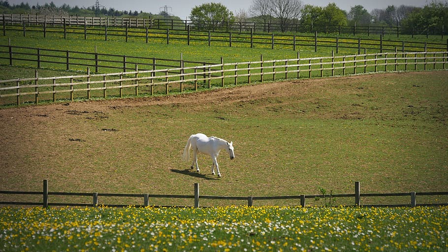 united kingdom, field, plant, land, animal themes, fence, one animal HD wallpaper