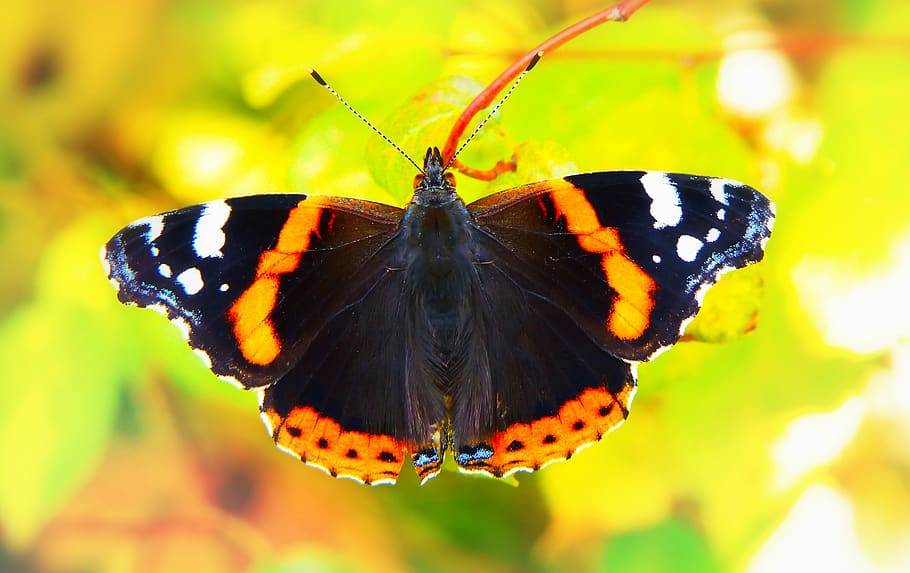 black and brown butterfly, invertebrate, insect, animal, animal themes HD wallpaper