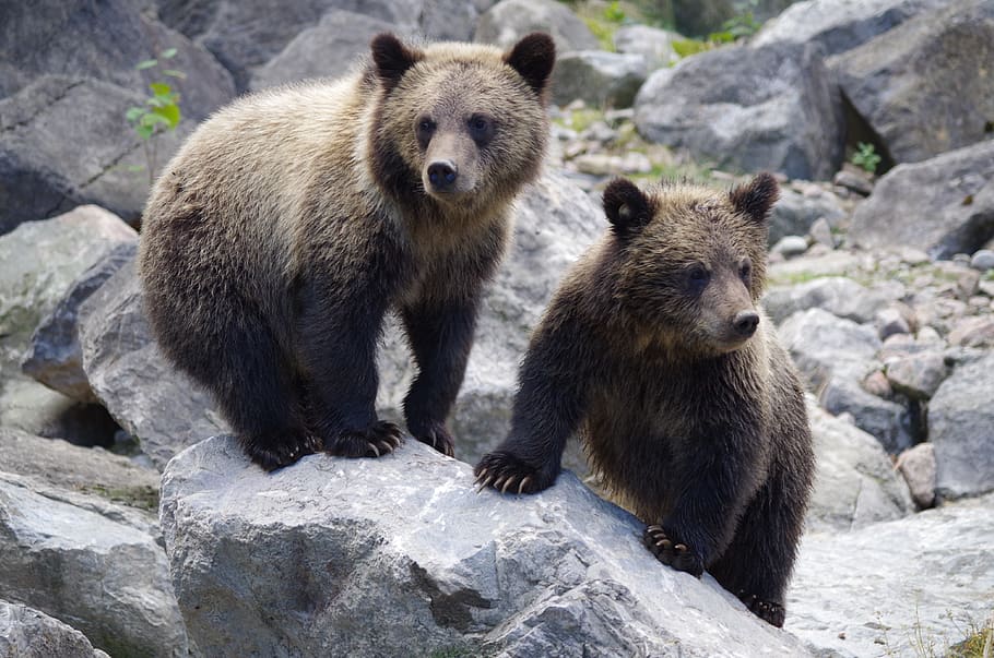 bear, bear cub, nature, rock, animals in the wild, solid, animal wildlife HD wallpaper