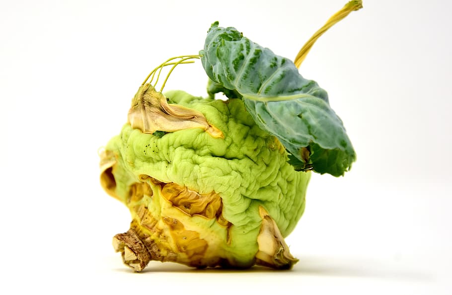 kohlrabi, dry, withered, shrunk, vegetable plant, green color HD wallpaper