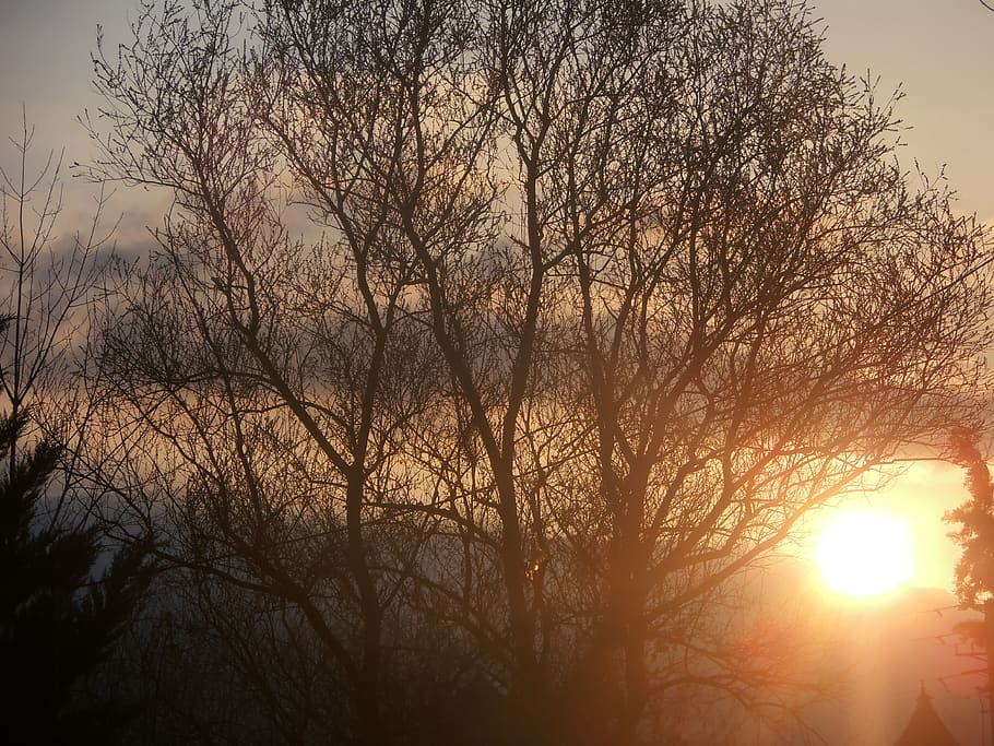 sunlight, sunset, tree, branches, plant, sky, bare tree, beauty in nature HD wallpaper