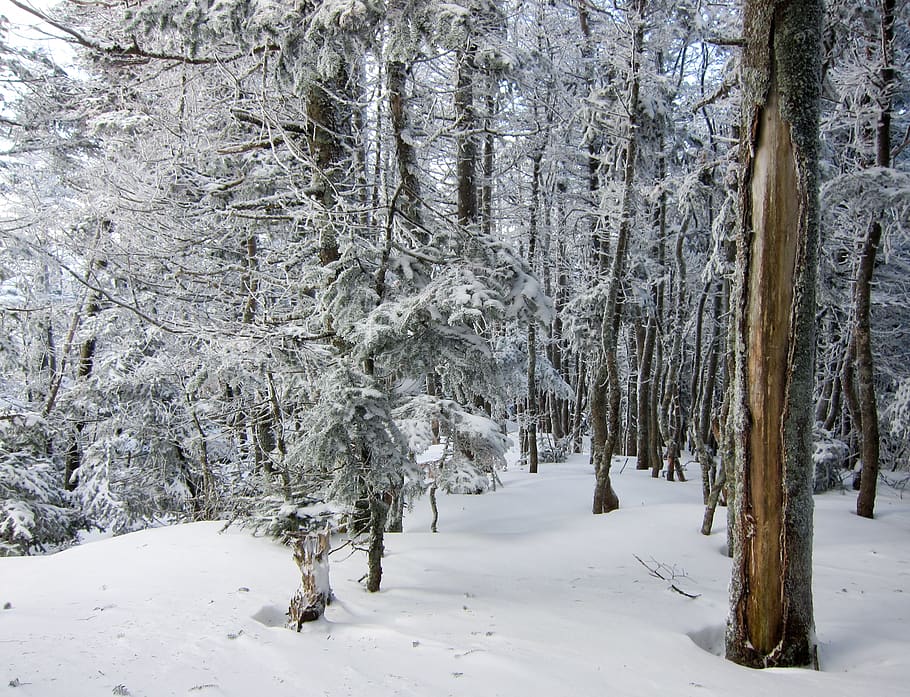 united states, mount isolation, path, snow, forest, trees, frost HD wallpaper
