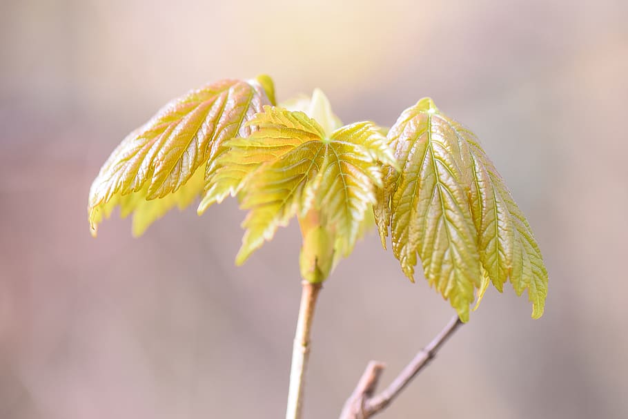 maple, spring, nature, tree, leaf, green, plant, growth, young HD wallpaper