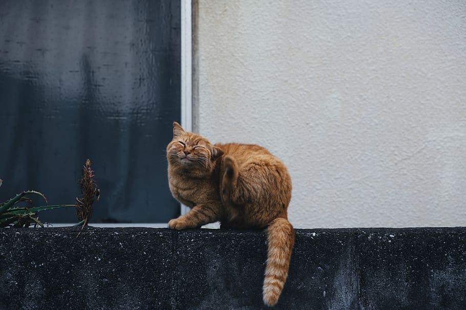 orange tabby cat, mammal, manx, pet, animal, abyssinian, home decor HD wallpaper