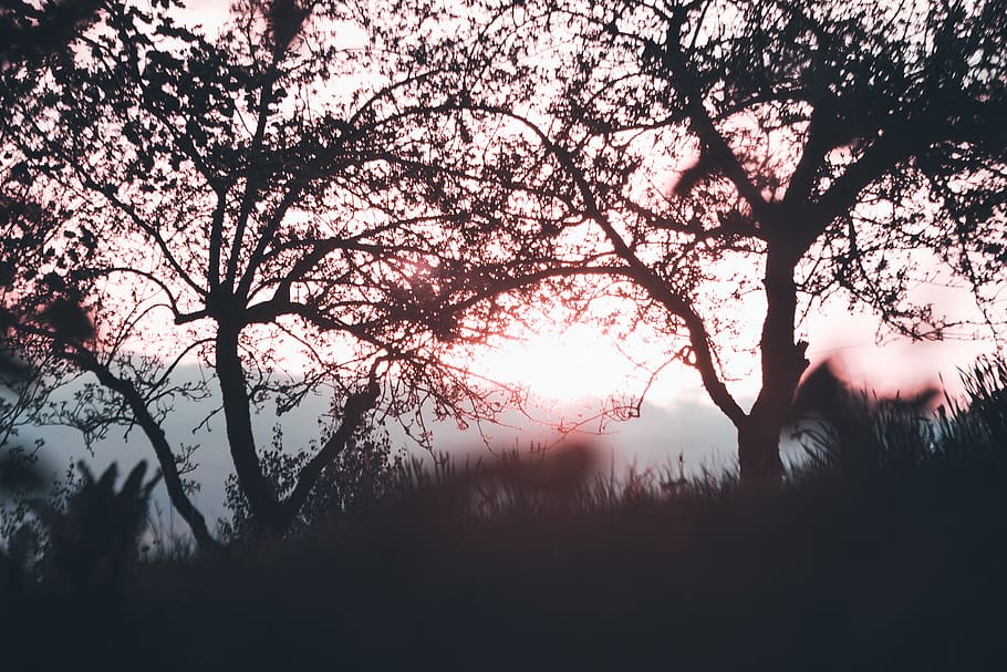 savannah, forest, opening, plains, dark, depth, tree, plant HD wallpaper