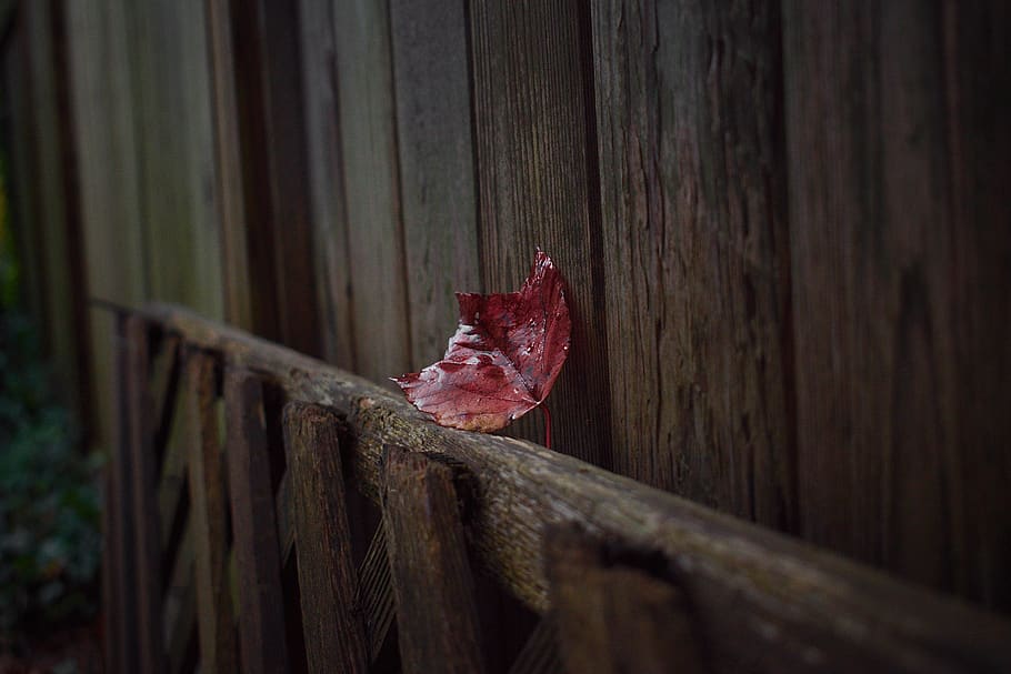 red leaf on brown wooden frame, plant, animal, bird, fowl, chicken HD wallpaper