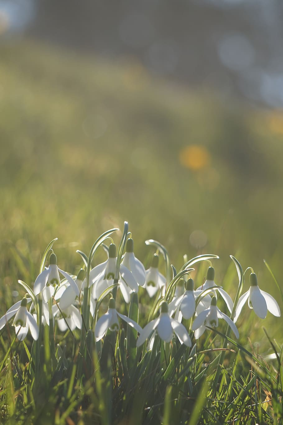 snowdrop, spring, flower, nature, plant, signs of spring, white HD wallpaper
