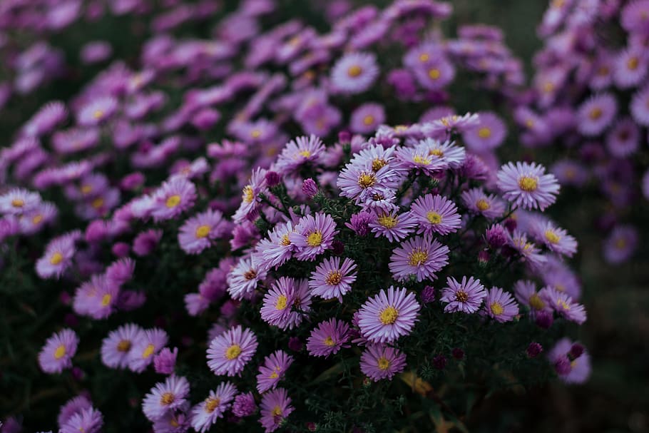 Close-up Photo of Purple Aster Flowers, blooming, blossom, blur HD wallpaper