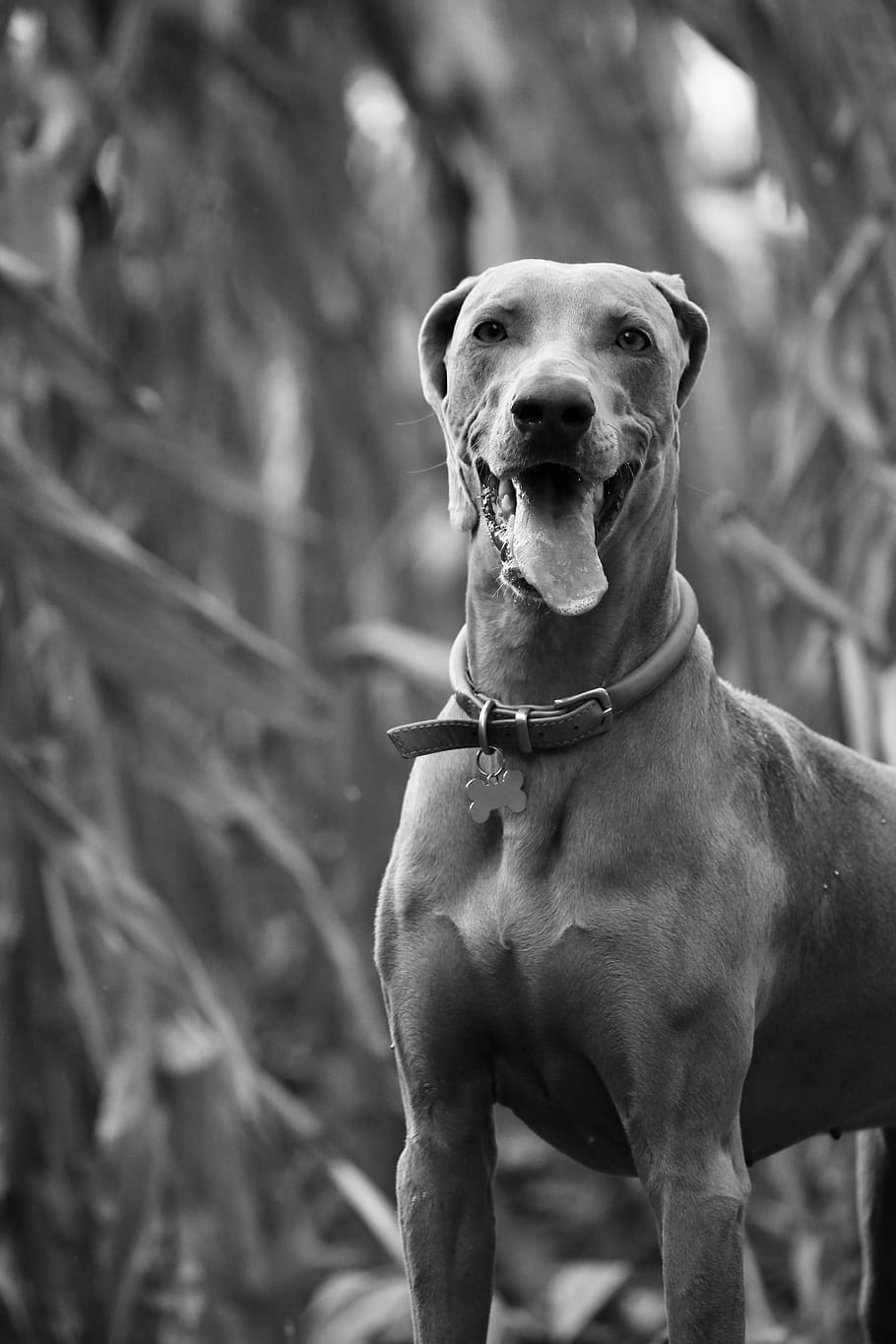 mammal, domestic animals, one animal, animal themes, canine HD wallpaper