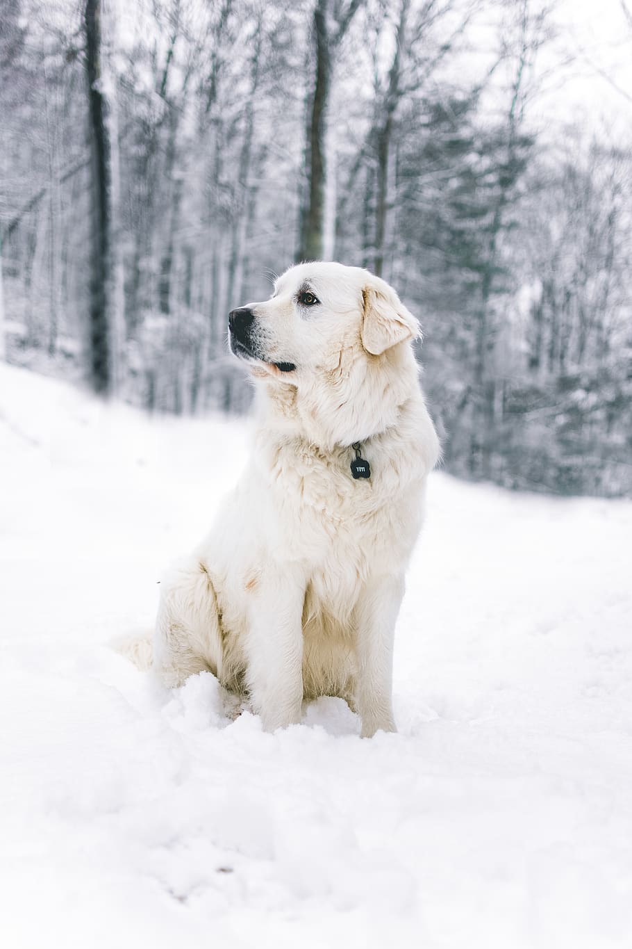 long-coated white dog, canine, one animal, domestic, domestic animals HD wallpaper