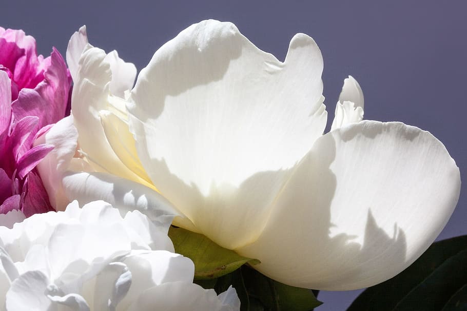 pentecost, fresh, flower, nature, fragrance, garden, blooming HD wallpaper