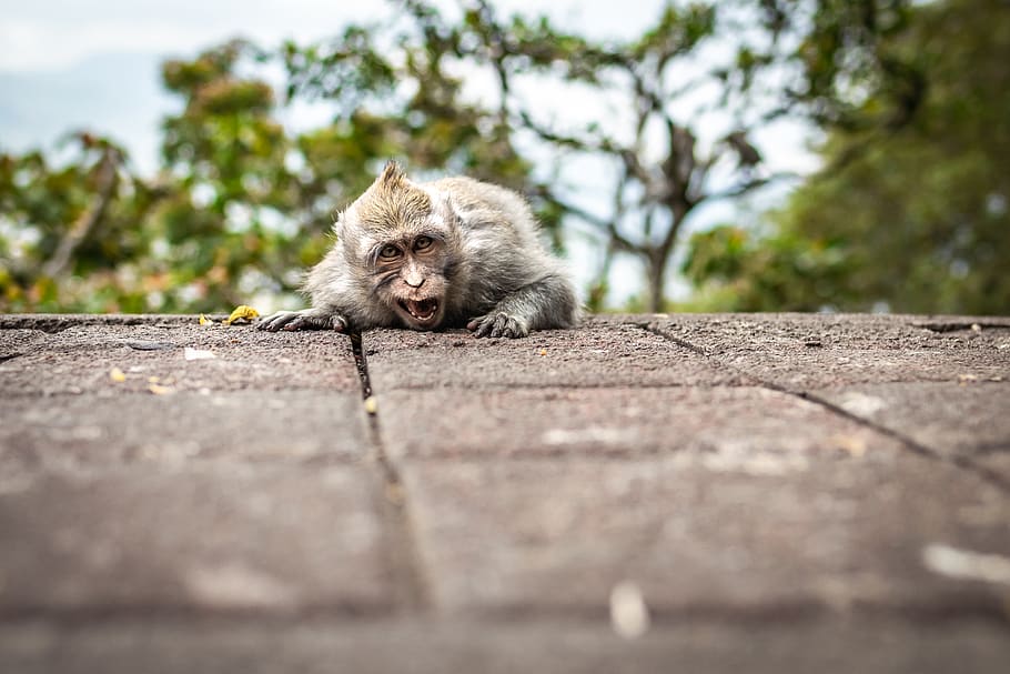 Gray and Brown Monkey, animal, animal photography, bali, capuchin HD wallpaper