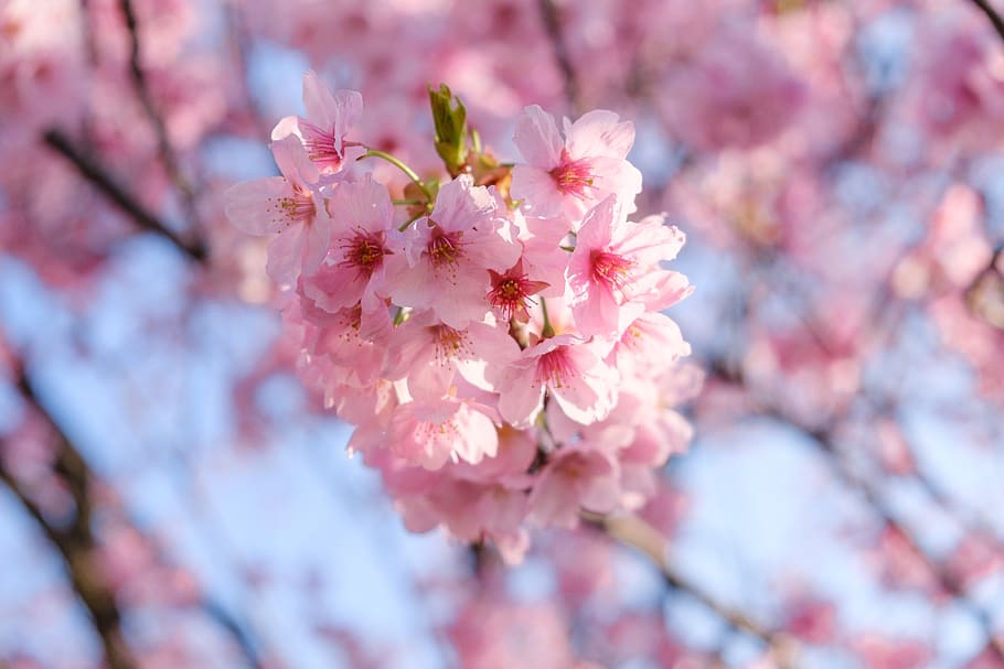 Hd Wallpaper: Shallow Focus Photo Of Pink Cherry Blossoms, Plant 