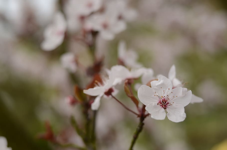 cherry, cherries, tree, pink, white, dreamy, flowers, nice HD wallpaper