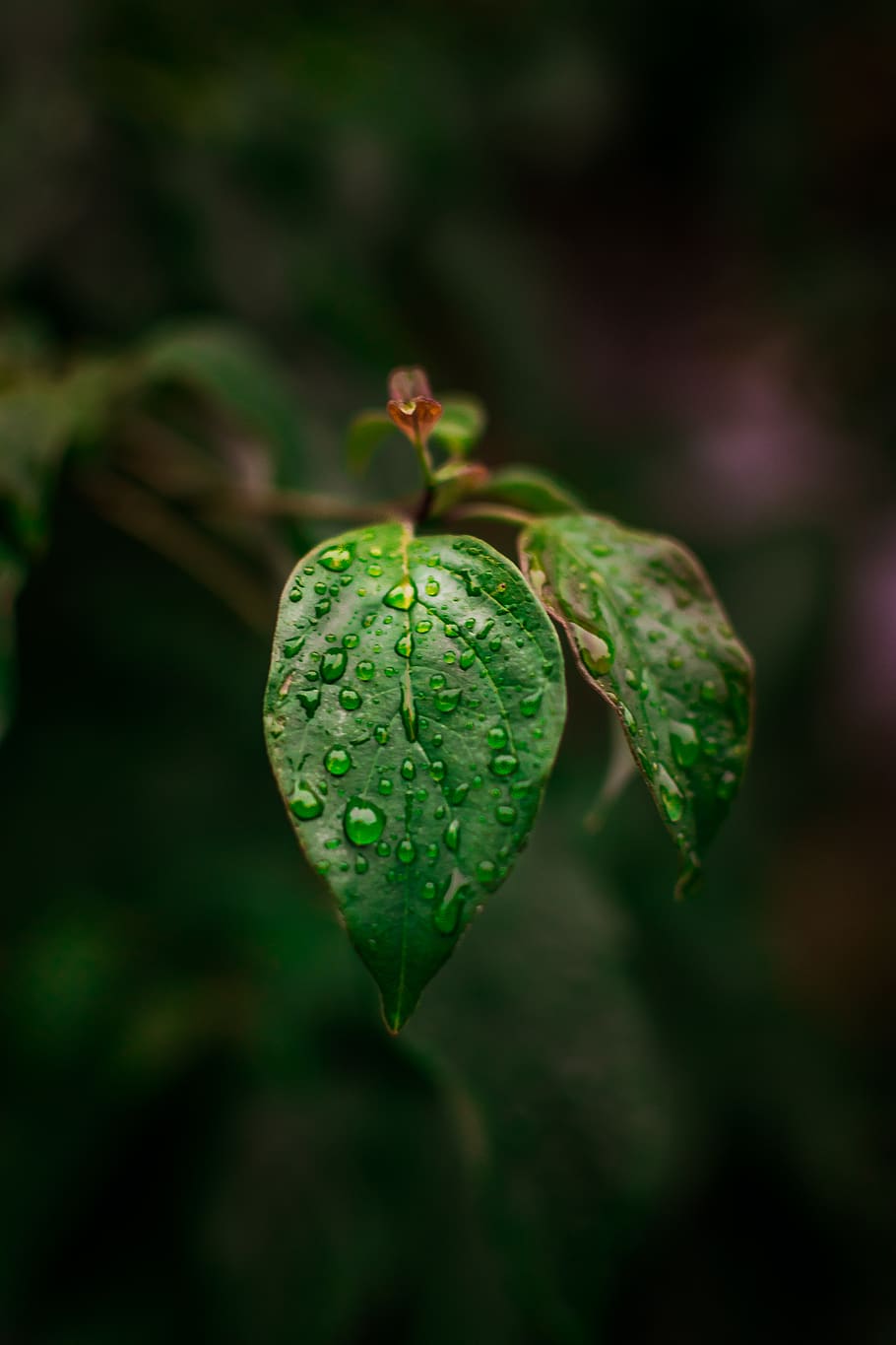 leaf, plant, tree, invertebrate, animal, insect, nature, droplet HD wallpaper