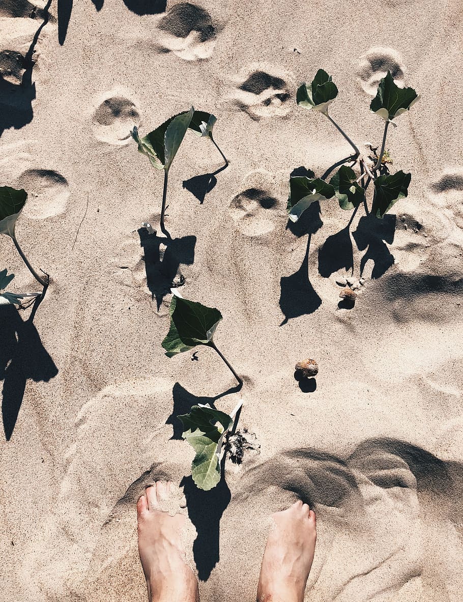 person standing on sand, leaf, leaves, footprint, nature, beach HD wallpaper