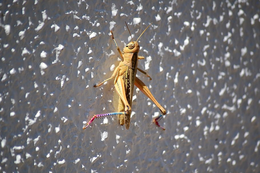grasshopper, bugs, insect, animal wildlife, animal themes, animals in the wild HD wallpaper