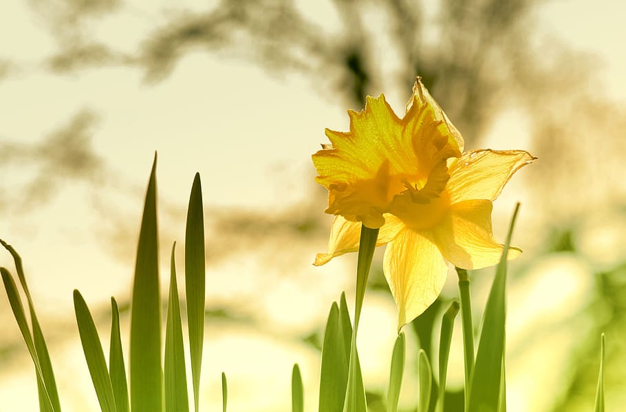 osterglocken, meadow, nature, spring, daffodil, plant, flower HD wallpaper