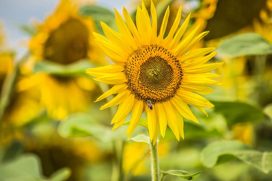 sun, sunflower, yellow, bee, summer, landscape, field, blooming, HD wallpaper