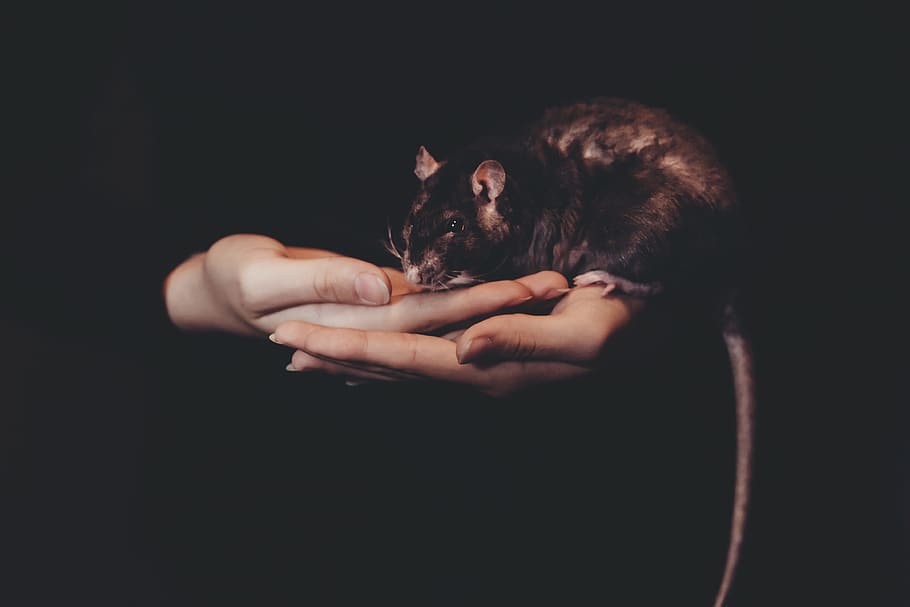 dark, rat, mouse, animal, hand, palm, mammal, one animal, black background HD wallpaper