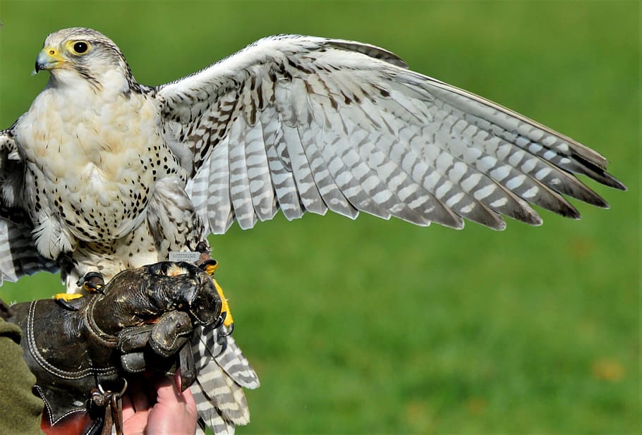 Falconry shows