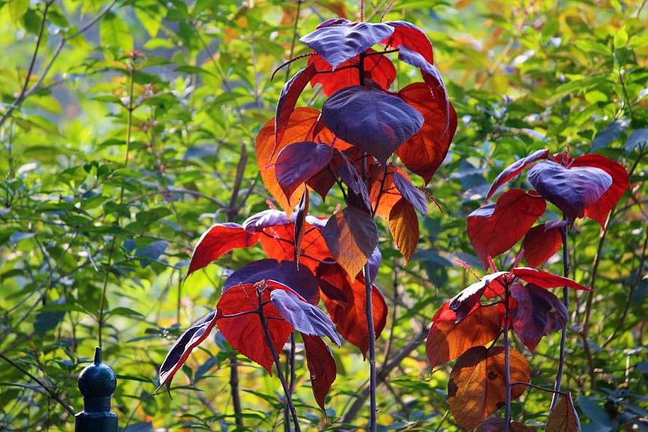 green, red, nature, leaf, garden, spring, plant, leaves, summer HD wallpaper