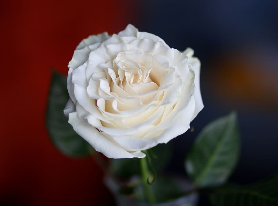 rose, white, flower, petals, plant, nice, romance, flora, beauty in nature HD wallpaper