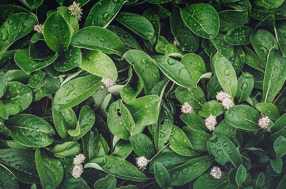 green leaf plant close-up photography, flora, kamchatka krai, HD wallpaper