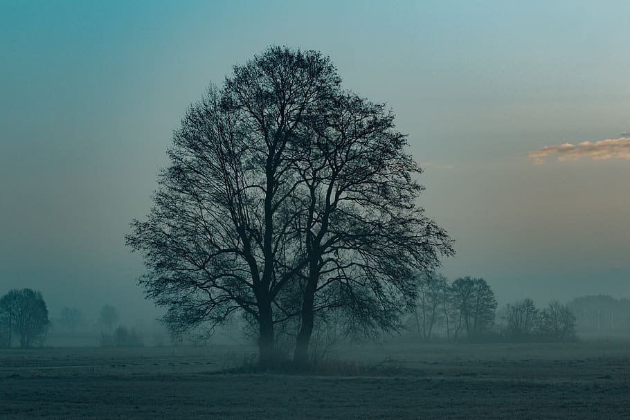 tree, sunrise, morning, landscape, sky, nature, east, light HD wallpaper