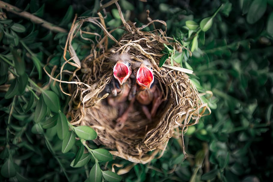 shallow focus photography of chicks in nest, bird, beak, mouth HD wallpaper